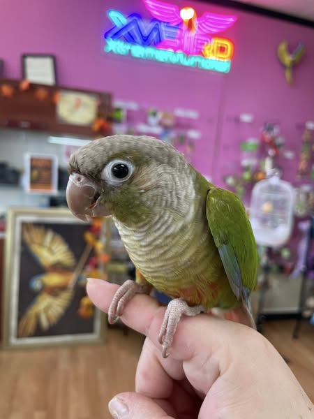 🦜 Xtreme Mundial Birds — Exotic Bird Specialists